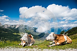 Closeup Cow in the mountain