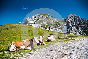 Closeup Cow in the mountain