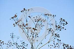 Closeup of cow parsley with blue sky on background and selective focus on foreground