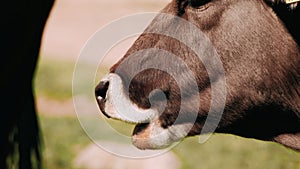 Closeup of a cow's face. The cow is chewing. cow muzzle. Farm cattle grazing in pasture
