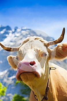 Closeup of cow's snout photo