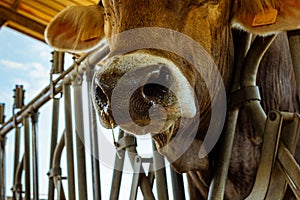Closeup of a cow with snotty nose