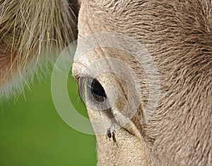 Closeup of a cow with teardrop and fly