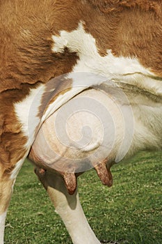 Closeup Of Cow Udder