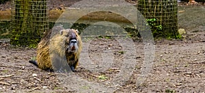 Closeup of a coypu, a semi aquatic rodent with large teeth, spiny water rat from south America