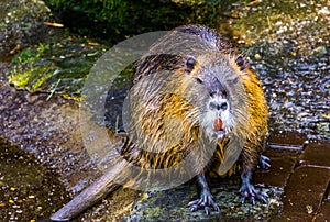 Closeup of coypu sitting at the water side, tropical water rodent from America