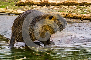 Closeup of a coypu standing at the water side, semi aquatic rodent from south America