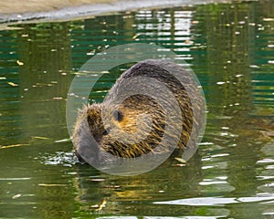 Closeup of a coypu walking through the water, a semi aquatic rodent from south America