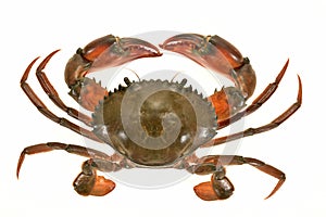 Closeup Of A Crab