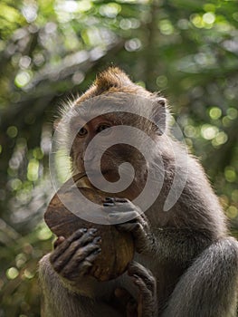 Closeup of crab-eating long-tailed macaque Macaca fascicularis eating coconut fruit in Ubud Monkey Forest Bali Indonesia