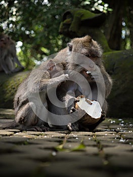 Closeup of crab-eating long-tailed macaque Macaca fascicularis eating coconut fruit in Ubud Monkey Forest Bali Indonesia