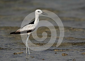 Closeup of Crab plover at Busaiteen coast, Bahrain