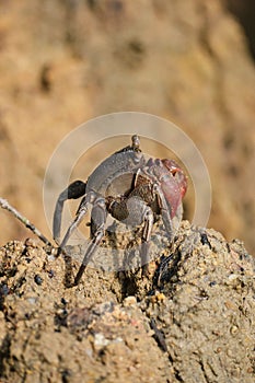 Closeup of crabe perching on rock
