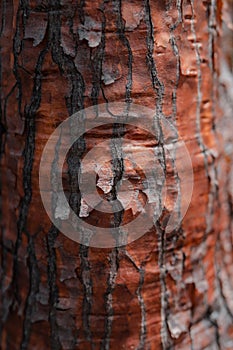 Closeup of a cracked bark of a tree trunk