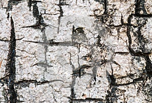 Closeup cracked skin of trunk of tree texture background