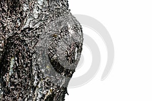 Closeup cracked skin of trunk of tree texture on white background