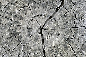 Closeup of cracked wood texture background