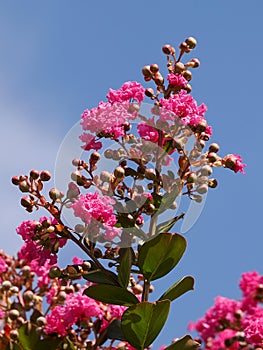 Closeup crape myrtle flowering on blue sky background