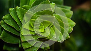 Closeup of Crassula estagnol