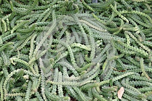 Closeup of the Crassula lycopodioides cactus