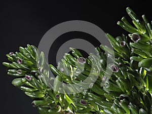 Closeup of Crassula Ovata-Gollum Jade