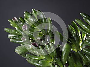 Closeup of Crassula Ovata-Gollum Jade