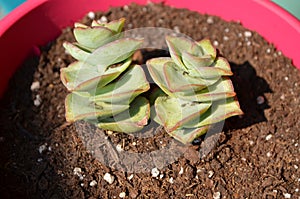 Crassula Perforata String of Buttons Succulent Plant photo