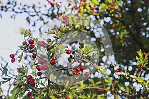 Closeup of crataegus oxyacantha tree