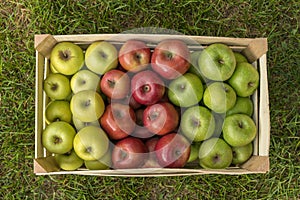 Closeup of a crate with fresh apples on grass: Golden Delicious, Gala, Granny Smith