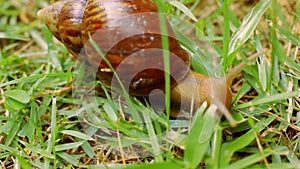 Closeup of crawling and eating Snail in the grass