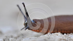 Closeup of a crawling snail