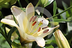 closeup of Creamy lily in full bloom with stamen and pollen