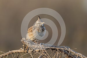 Closeup of crested lark perched on dried twigs