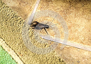 Closeup of Cricket on a breezeway title floor