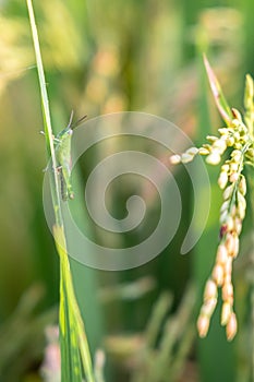Closeup Cricket or Grasshopper on rice crop in the field