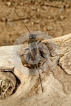 Closeup cricket Melanogryllus desertus on a snag at sunny day.