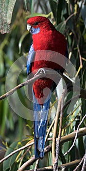 Closeup of a crimson rosella parrot perched on the branch in the garden