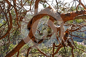 Closeup crippled pine.Natural background