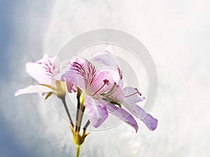 Closeup of crisped-leaf pelargonium flowers in the blurred background