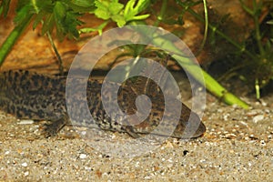 Closeup on the critically endangered neotenic, gilled Mexican Achoque Ambystoma andersoni photo