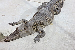 Closeup a crocodie