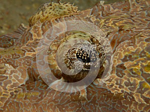 Closeup of a crocodile flathead's eye