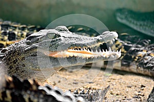 Closeup of an crocodile