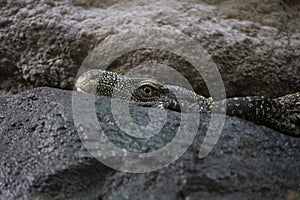 Closeup of a Crocodile Monitor on the rocks in the Marwell Zoo, England