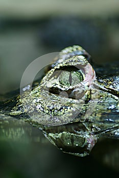 Closeup of a crocodile's eye