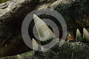 A closeup of crocodile teeth