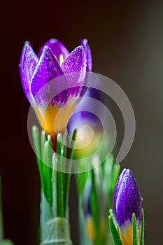 Closeup crocus on darck background with with dew drops, real reflection light. Concept of spring, greetings, holidays