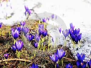 Closeup of crocus flowers on the ground covered in the snow with a blurry background