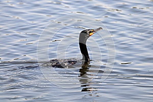 Closeup of a Cromorant swimming in water
