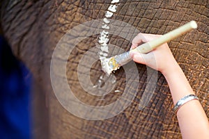 Closeup and crop hand of woman holding a paint brush and paint on the elephant\'s legs
